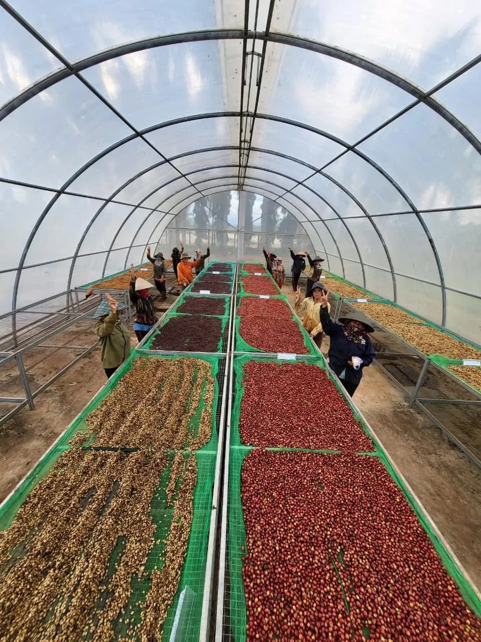 Workers tending coffee cherries drying inside a greenhouse in the Vietnamese highlands