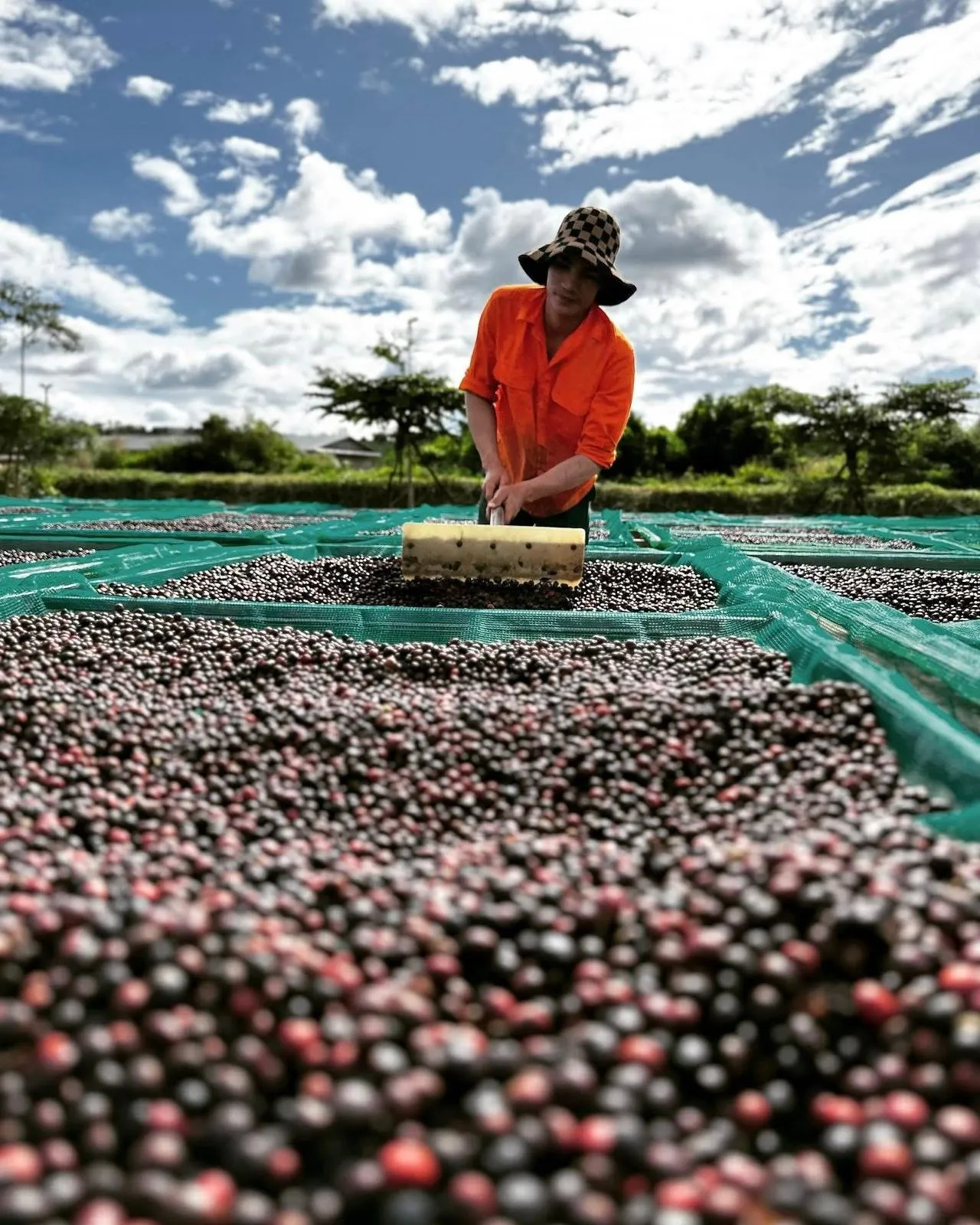 Farmer raking coffee cherries drying under an open sky in the Vietnamese highlands