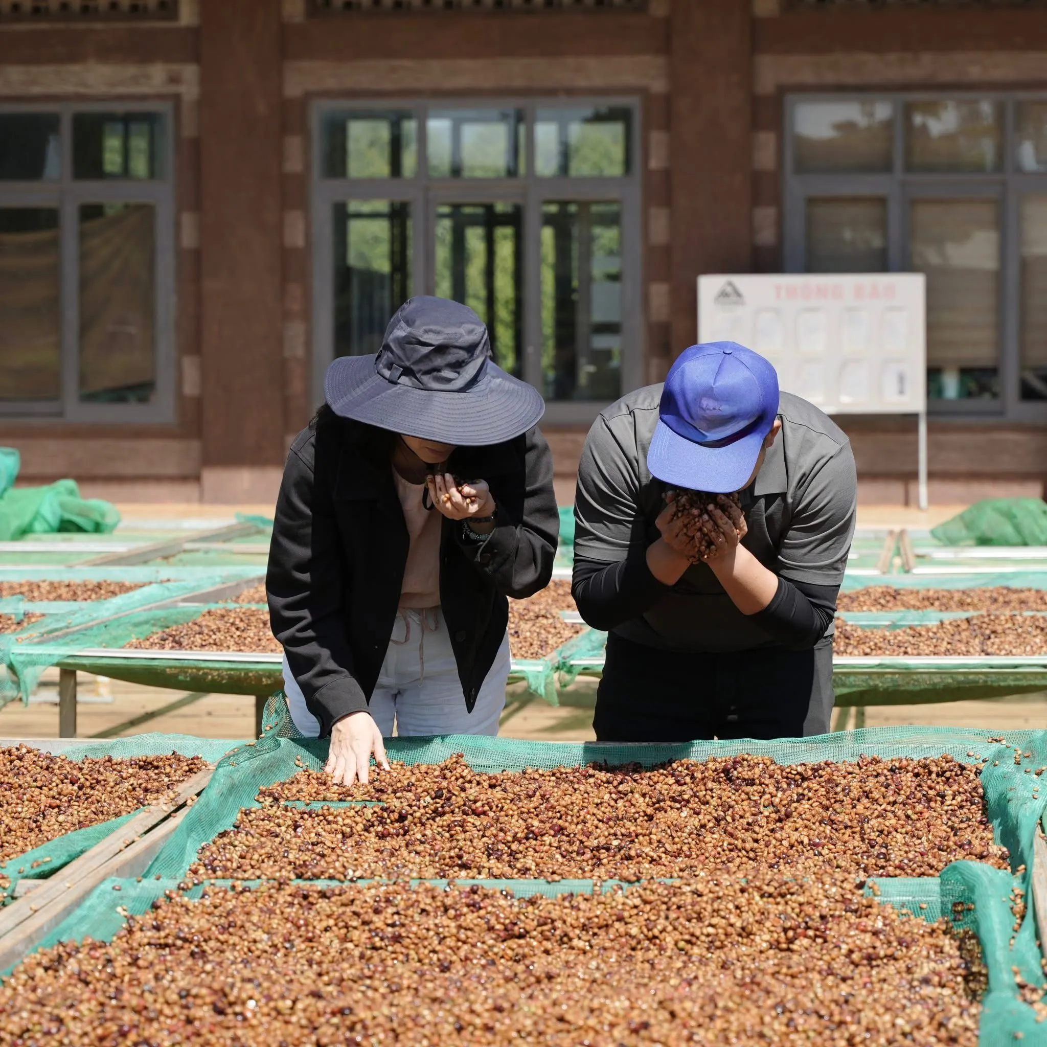 Two people inspecting freshly harvested coffee cherries on drying beds at a Vietnamese farm